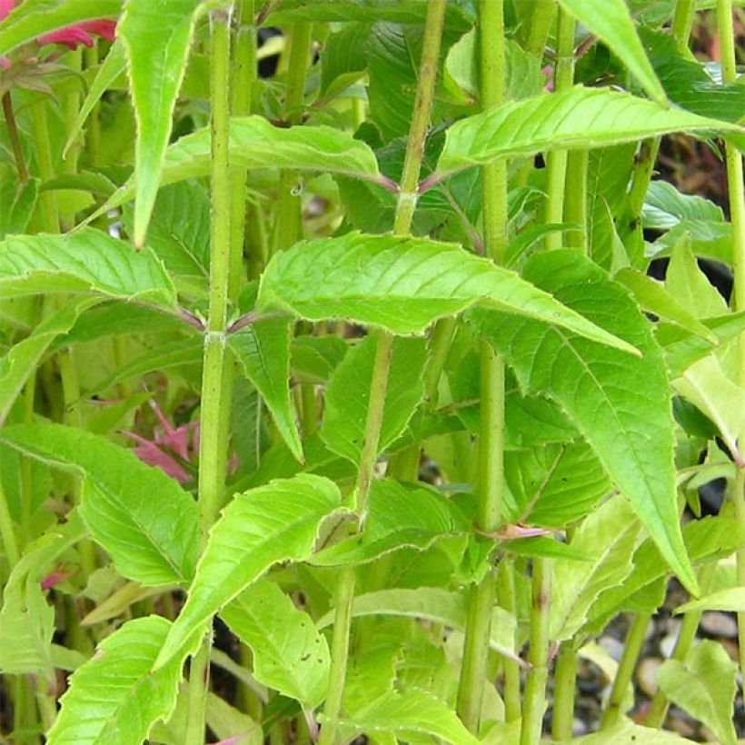 Monarda didyma Pardon My Pink - Goldmelisse (Laub)