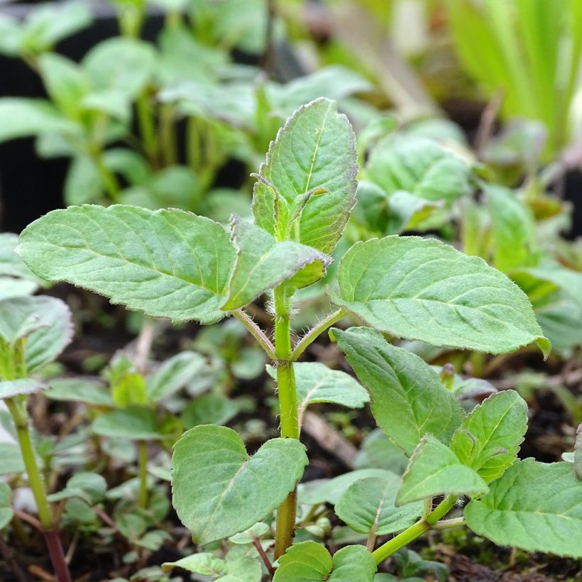 Monarda Prärienacht - Indianernessel (Laub)