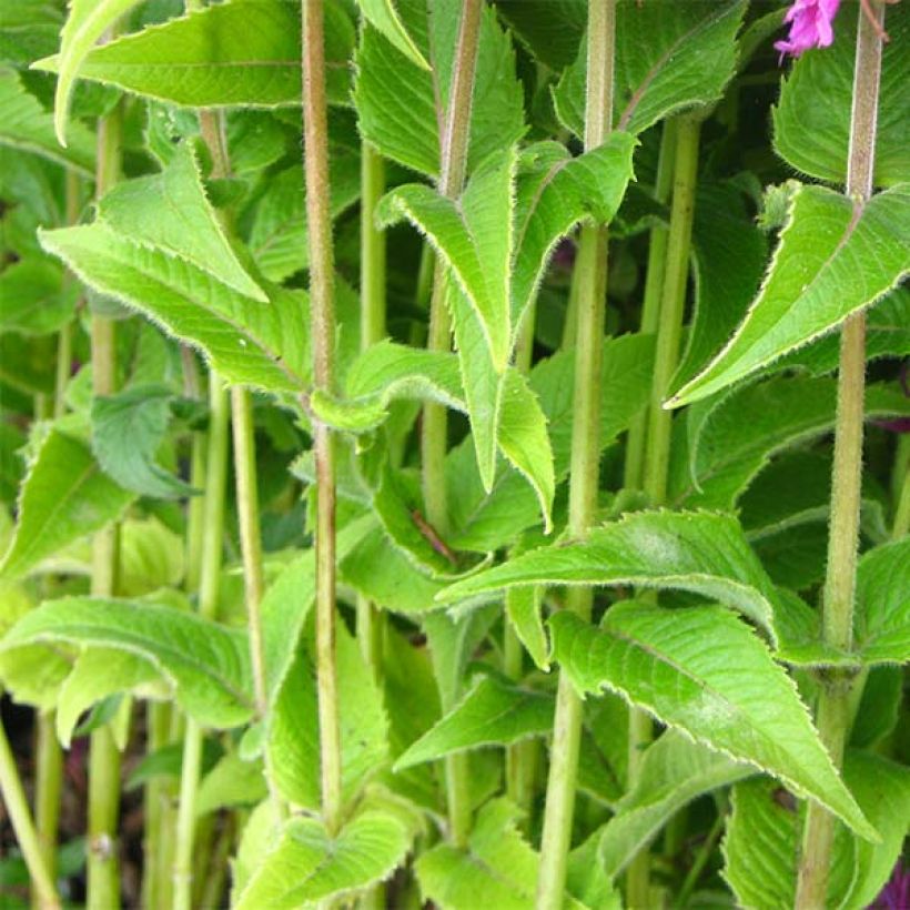 Monarda Purple Lace - Indianernessel (Laub)