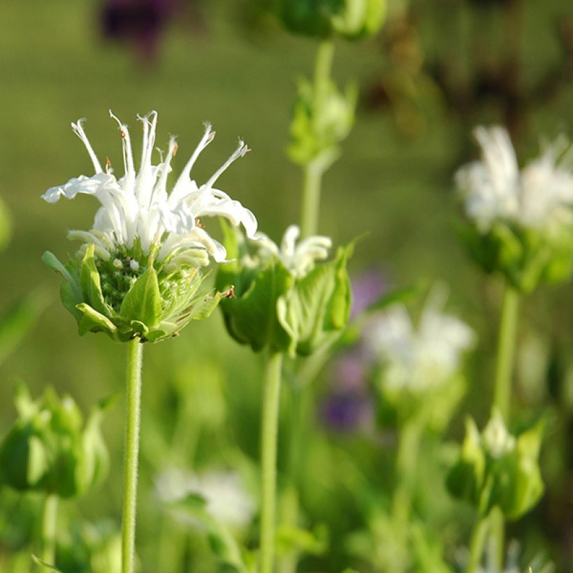 Monarda Schneewittchen - Indianernessel (Blüte)