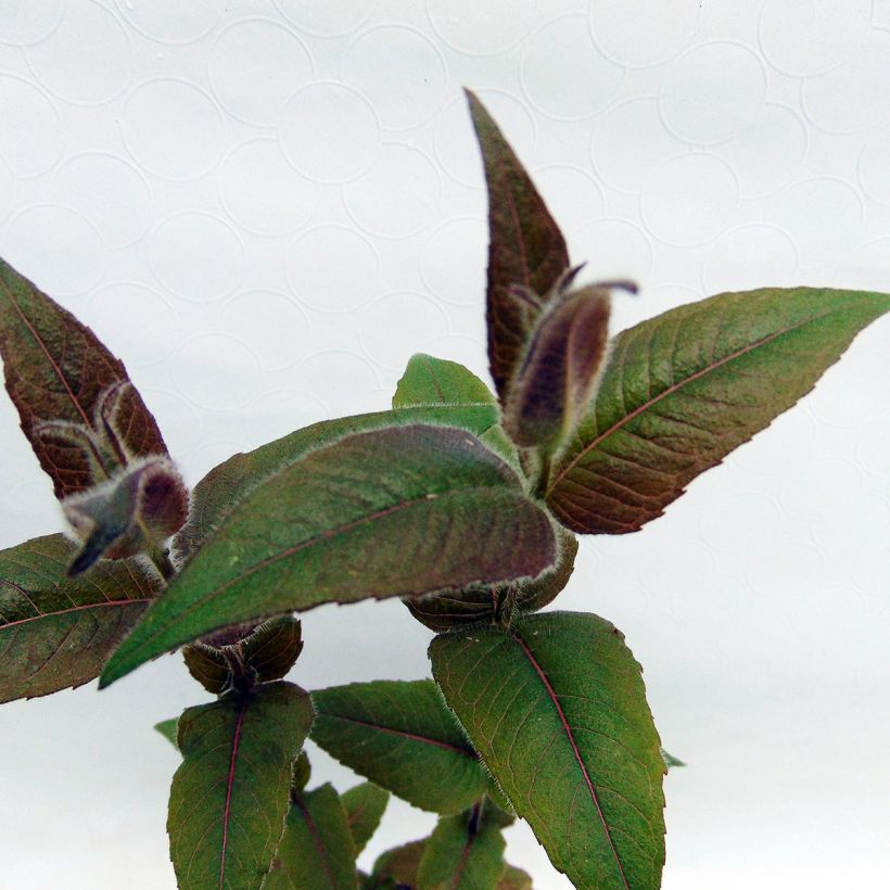 Monarda bradburiana - Indianernessel (Laub)