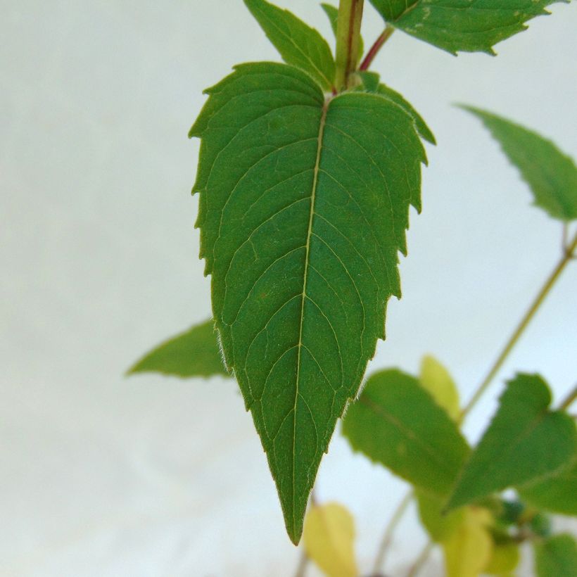 Monarda fistulosa subsp.menthifolia - Indianernessel (Laub)