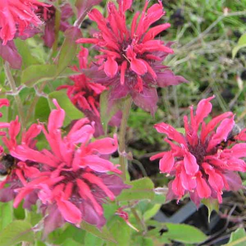 Monarda Gewitterwolke - Indianernessel (Blüte)