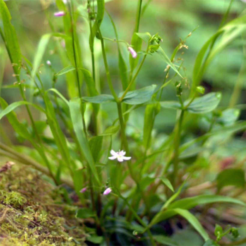 Claytonia sibirica - Sibirische Claytonie (Laub)