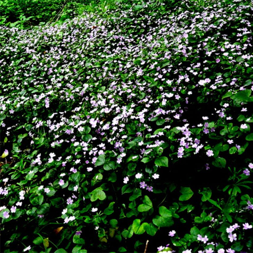 Claytonia sibirica - Sibirische Claytonie (Blüte)