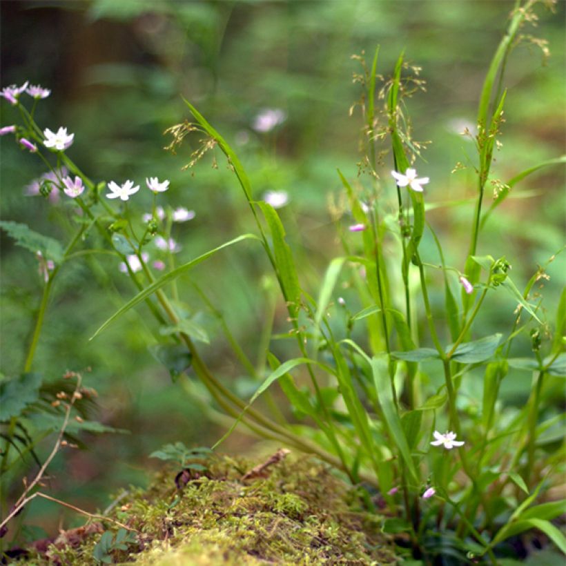 Claytonia sibirica - Sibirische Claytonie (Hafen)