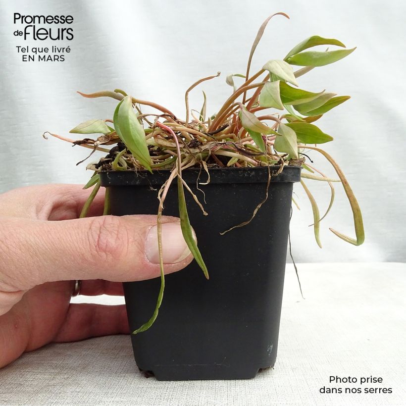 Exemplar von Montia ou Claytonia sibirica Godet de 9cm wie im Winter geliefert