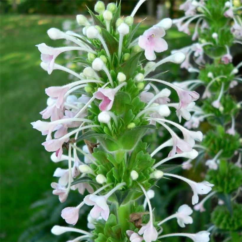 Morina longifolia - Kardendistel (Blüte)