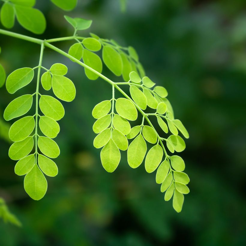 Moringa oleifera - Pferderettichbaum (Laub)