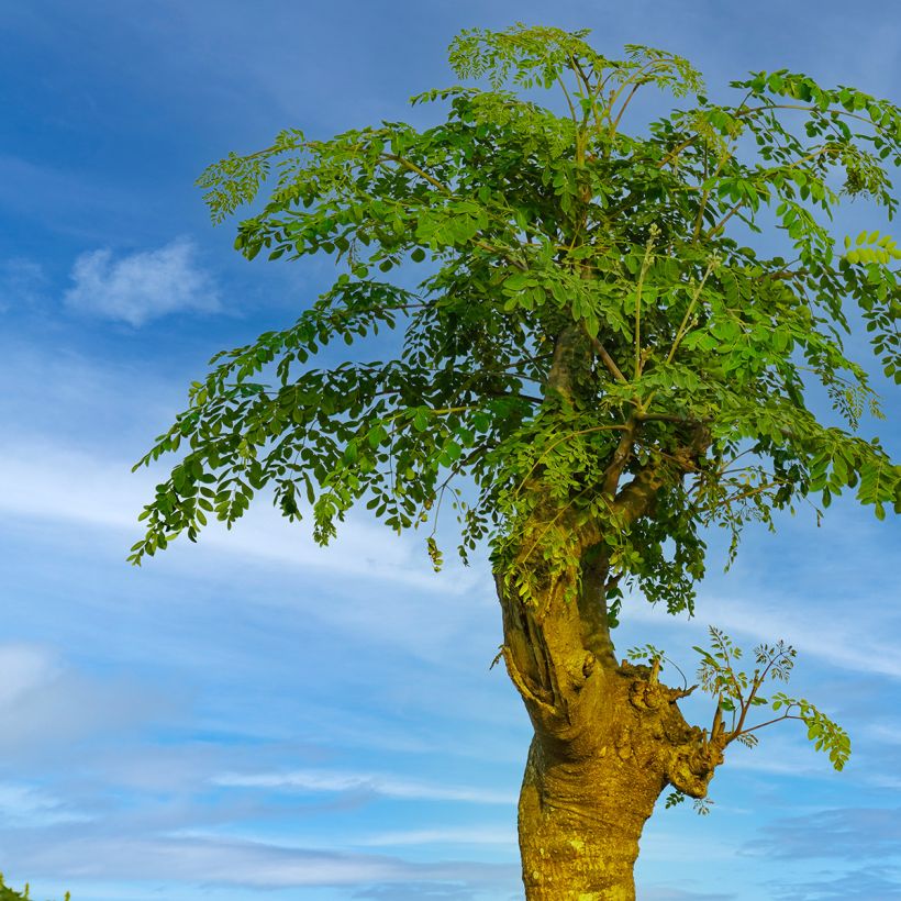 Moringa oleifera - Pferderettichbaum (Hafen)