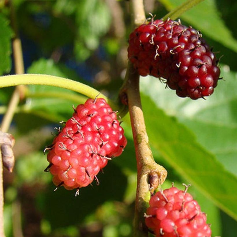 Morus alba - Weißer Maulbeerbaum (Ernte)