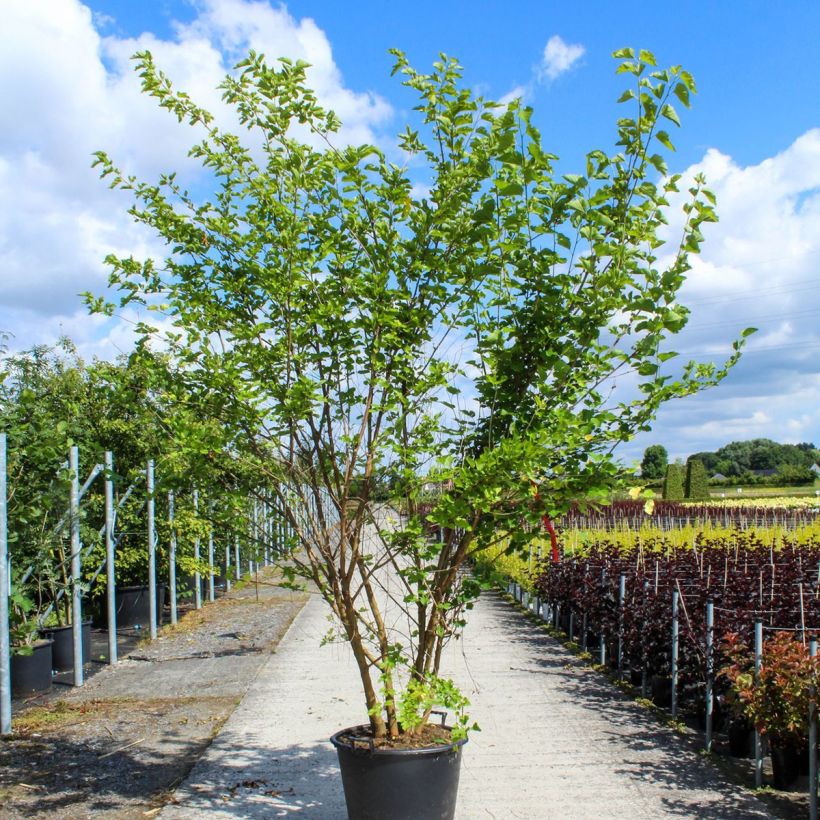 Exemplar von Morus alba - Weißer Maulbeerbaum Topf mit 80L/90LGelieferte Höhe ca. 250/300cm wie im Frühjahr geliefert