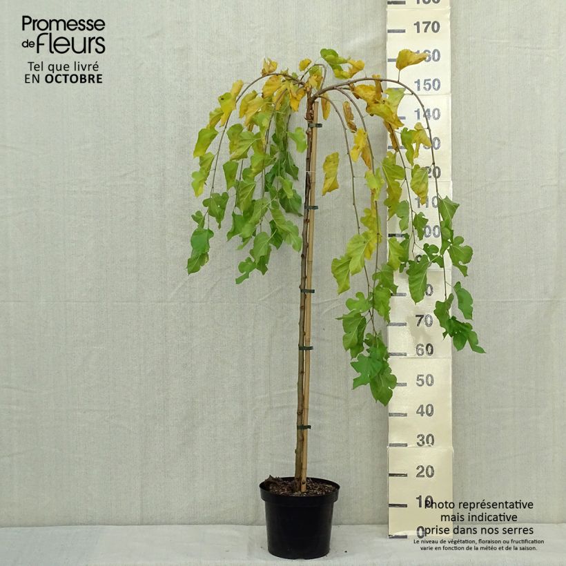 Exemplar von Morus alba Pendula - Mûrier blanc pleureur Pot de 7.5L Tige wie im Herbst geliefert