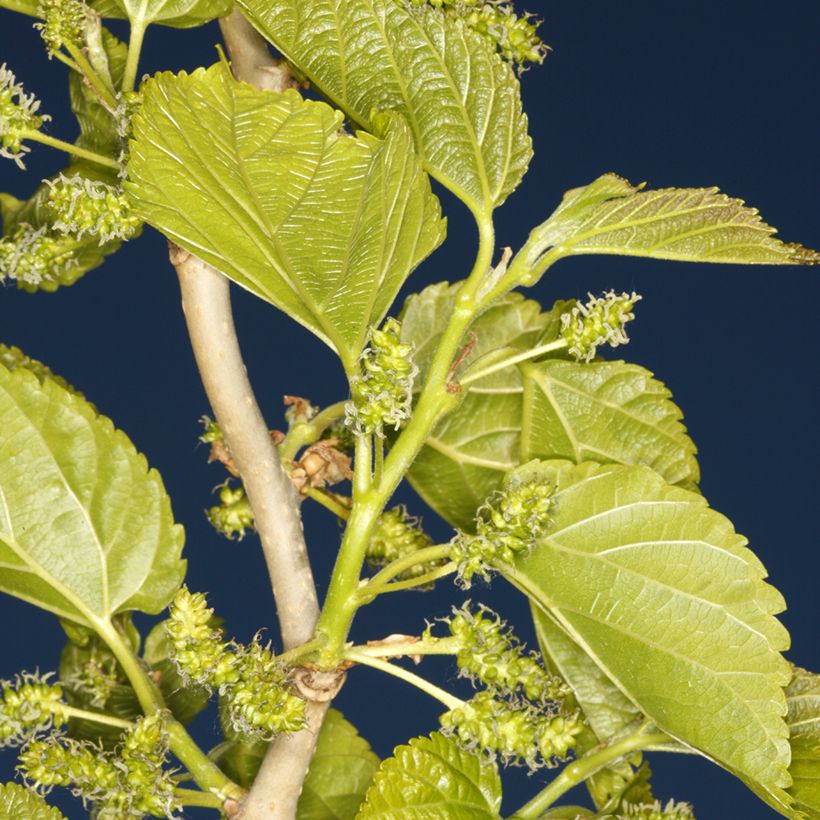 Morus latifolia Spirata - Maulbeerbaum (Laub)