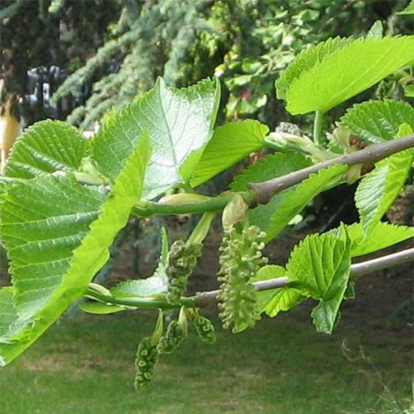 Morus nigra - Schwarzer Maulbeerbaum (Laub)