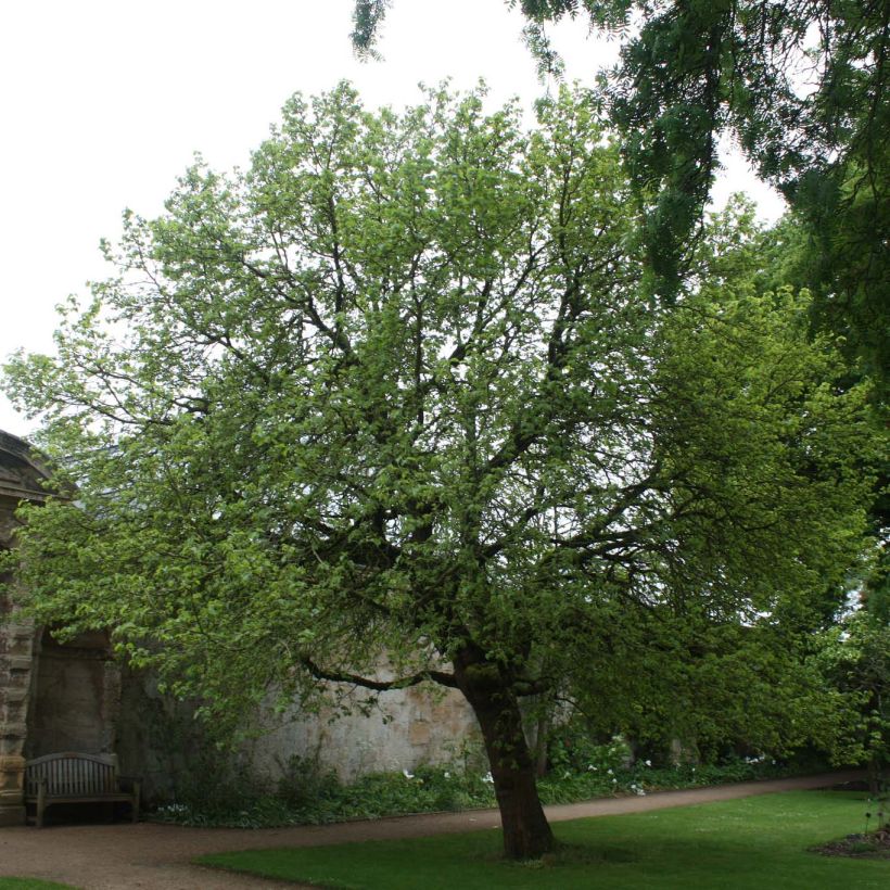 Morus nigra - Schwarzer Maulbeerbaum (Hafen)