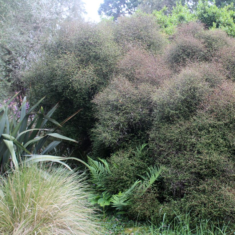 Muehlenbeckia astonii - Strauchiger Tororaro (Hafen)