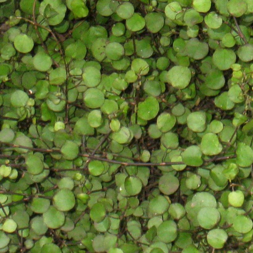 Muehlenbeckia axillaris - Teppich-Drahtstrauch (Laub)