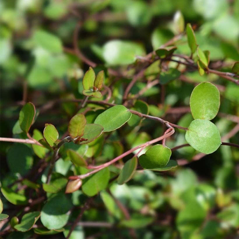 Muehlenbeckia complexa Sealand Compact - Mühlenbeckie (Laub)