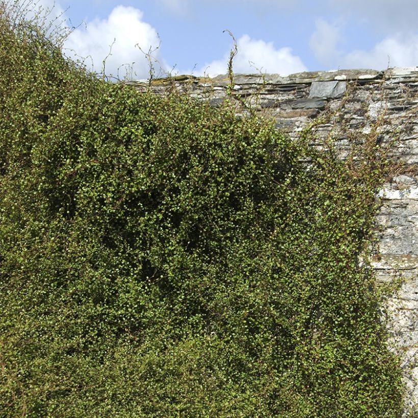 Muehlenbeckia complexa Sealand Compact - Mühlenbeckie (Hafen)