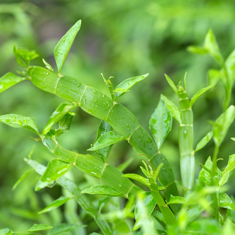 Muehlenbeckia platyclada - Bandbusch (Laub)