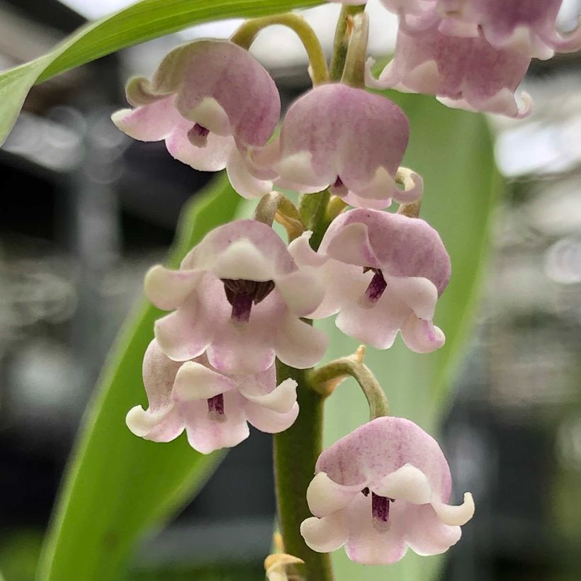 Convallaria majalis Rosea - Maiglöckchen (Blüte)