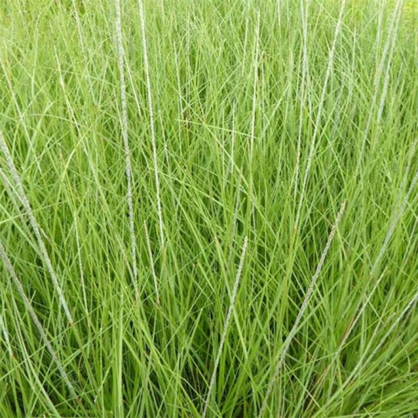 Muhlenbergia rigens - Amerikanisches Hirschgras (Laub)