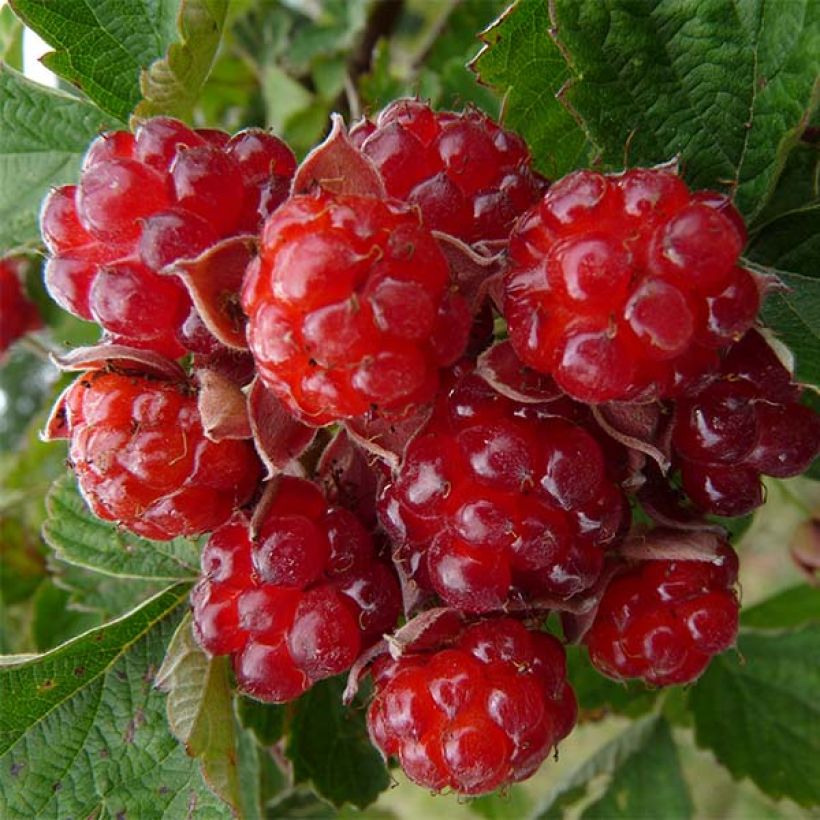 Brombeere Dorman Red (Ernte)