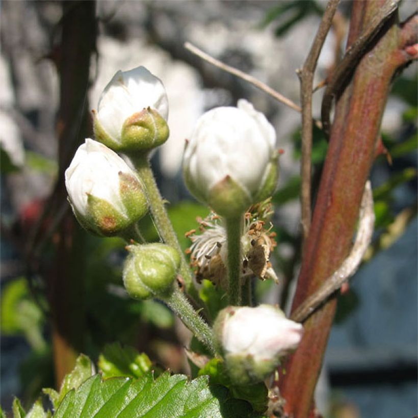 Loganbeere Loganberry - Rubus x loganobaccus (Blüte)