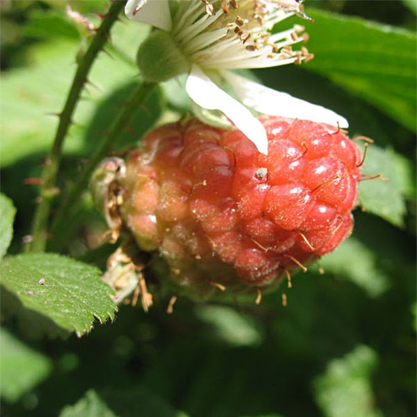 Loganbeere Loganberry - Rubus x loganobaccus (Ernte)