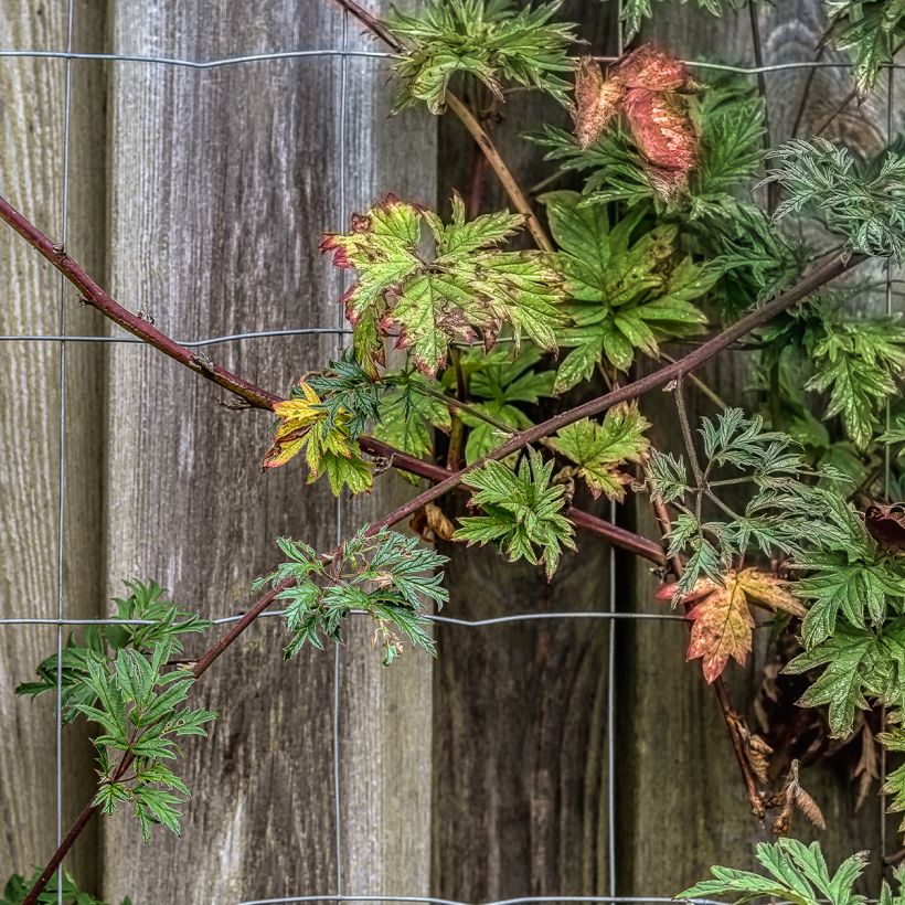 Brombeere Thornless (Hafen)