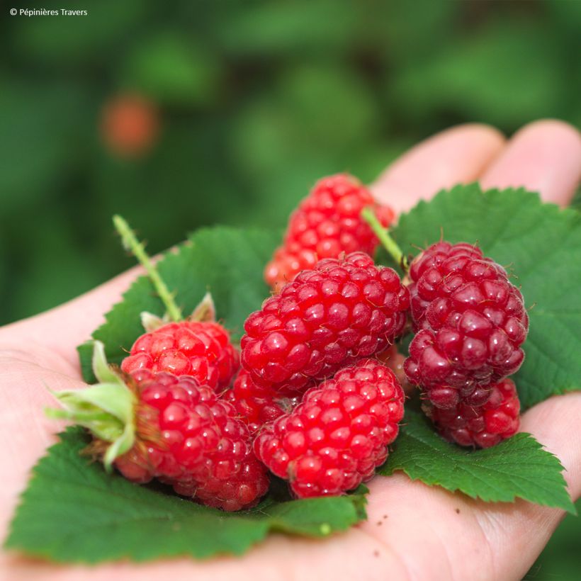 Taybeere Bounty Berry 'Yantay' (Ernte)