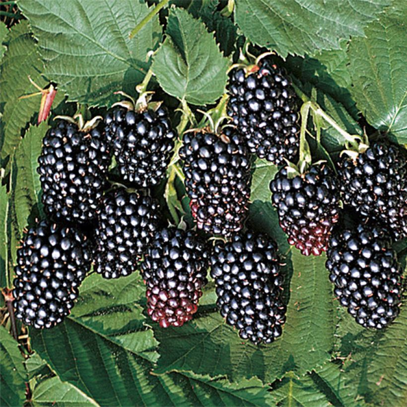 Brombeere Jumbo (Ernte)