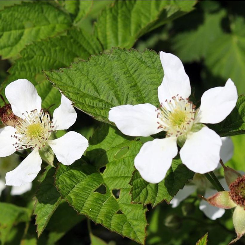 Boysenbeere Boysenberry - Rubus ursinus x idaeus (Blüte)