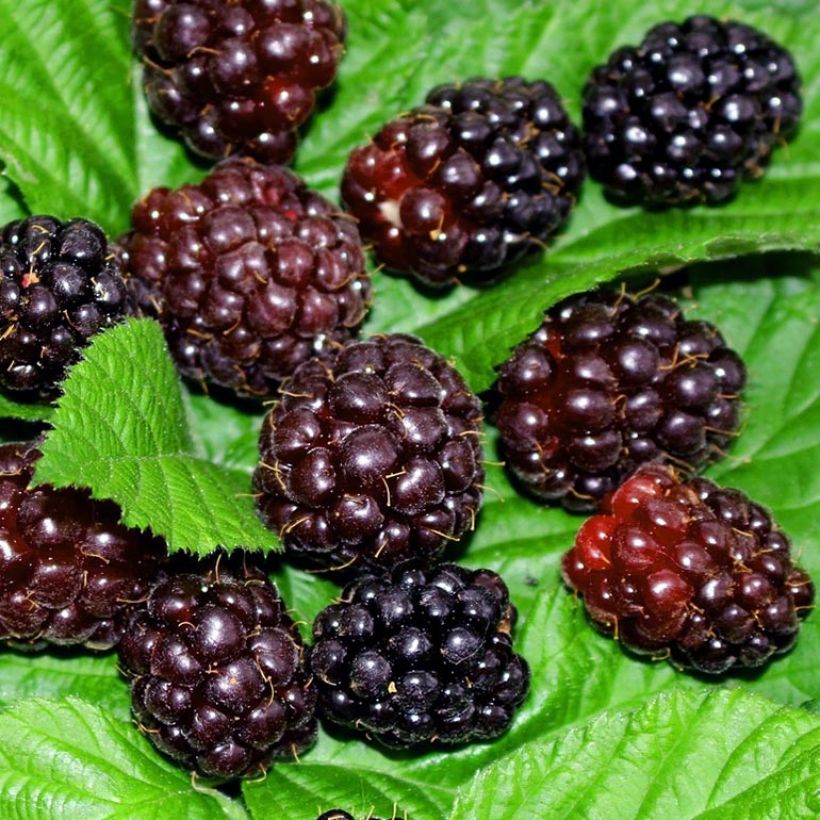 Boysenbeere Boysenberry - Rubus ursinus x idaeus (Ernte)