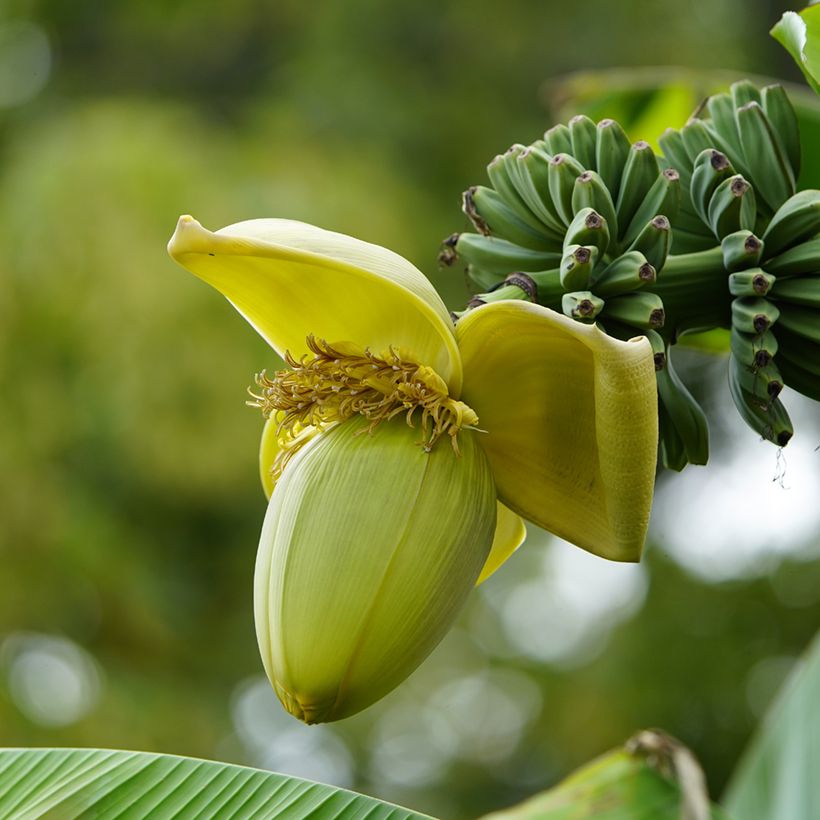 Musa basjoo - Japanische Faserbanane (Blüte)