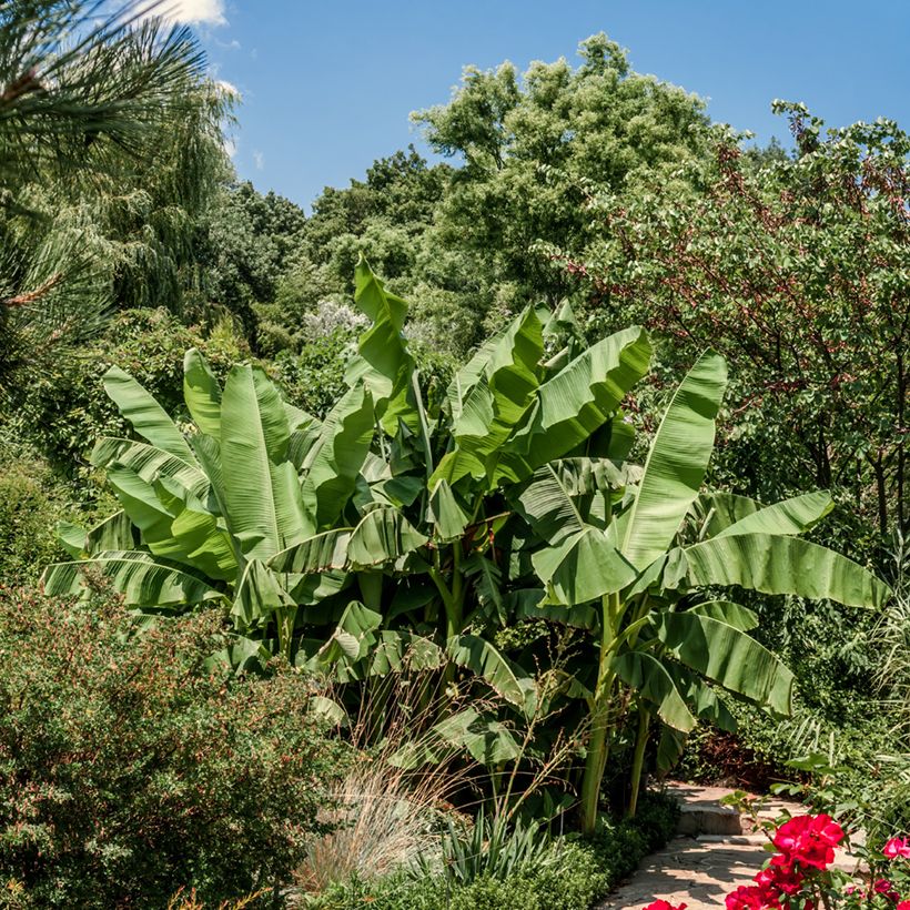 Bananenpflanze Dajiao - Musa (Hafen)