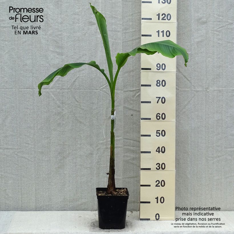 Exemplar von Musa basjoo Sakhalin - Japanische Faserbanane Topf mit 4L/5L wie im Frühjahr geliefert