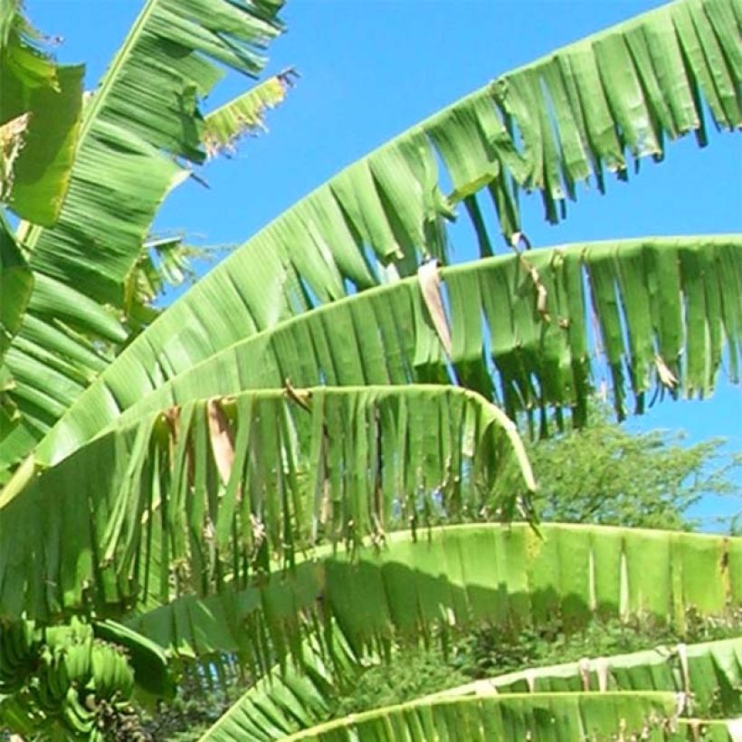 Musa itinerans var. xishuangbannaensis Mekong Giant - Blaue Burma-Banane (Laub)