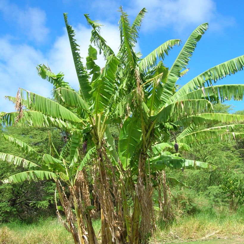 Musa itinerans var. xishuangbannaensis Mekong Giant - Blaue Burma-Banane (Hafen)