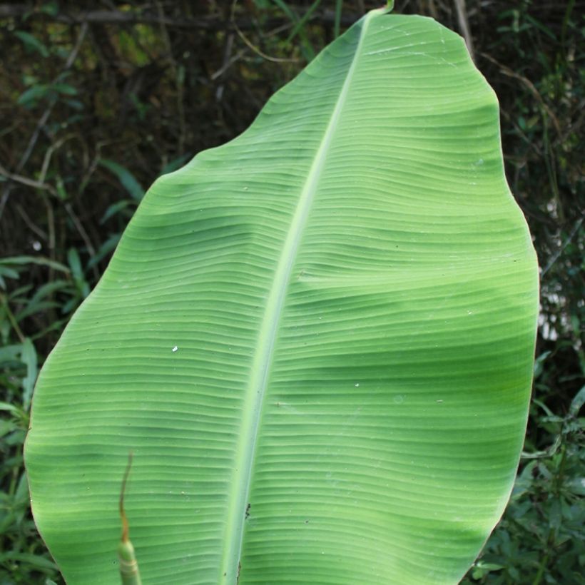 Musa basjoo Tchetchenia - Japanische Faserbanane (Laub)