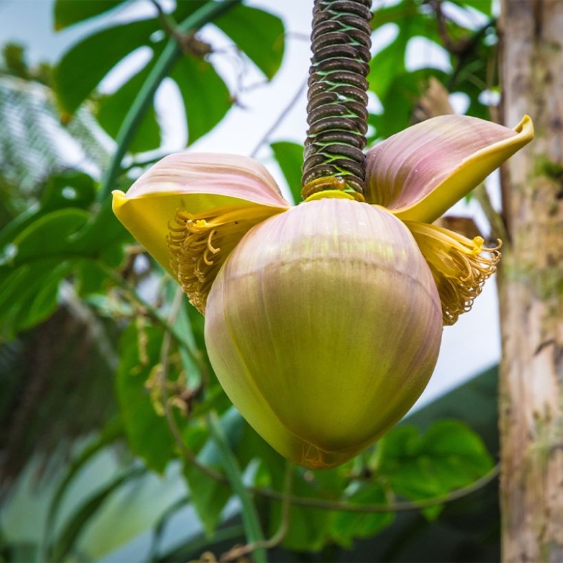 Musa basjoo Tchetchenia - Japanische Faserbanane (Blüte)