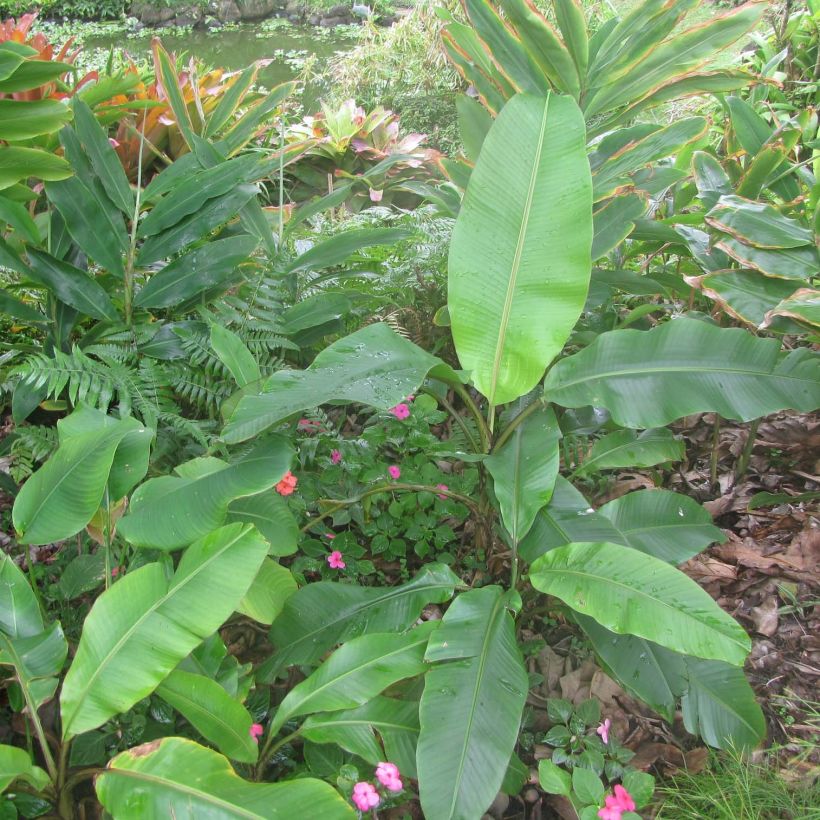 Musa velutina - Rosa Zwergbanane (Laub)