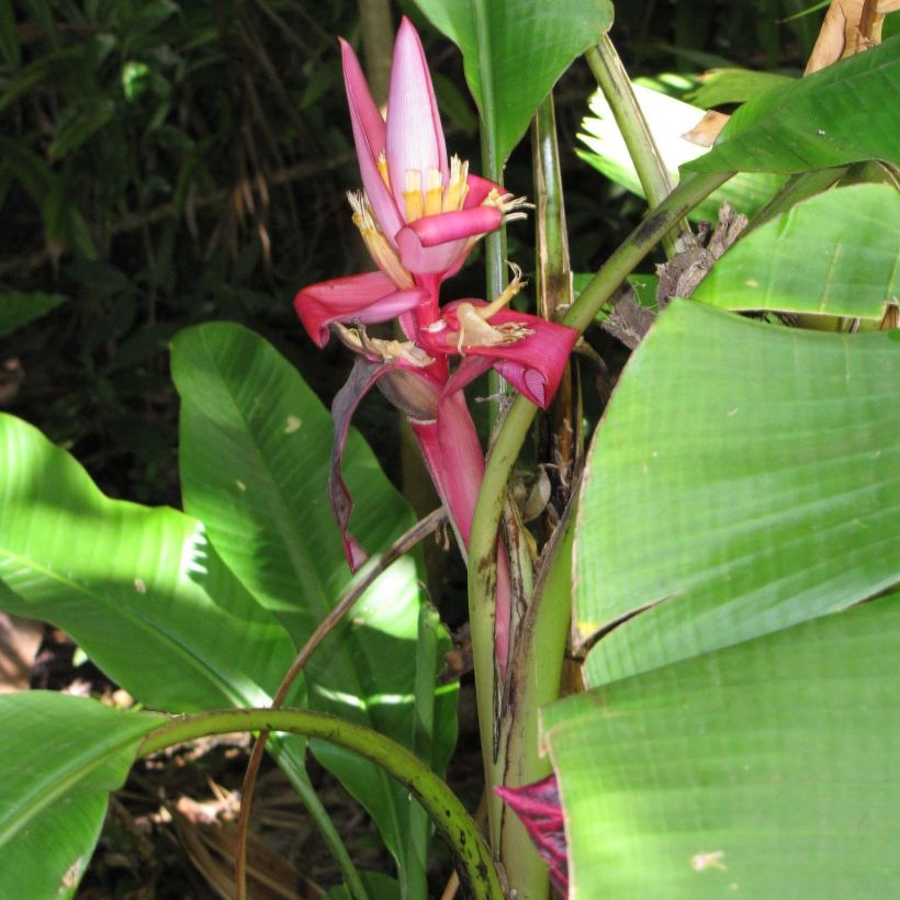 Musa velutina - Rosa Zwergbanane (Hafen)