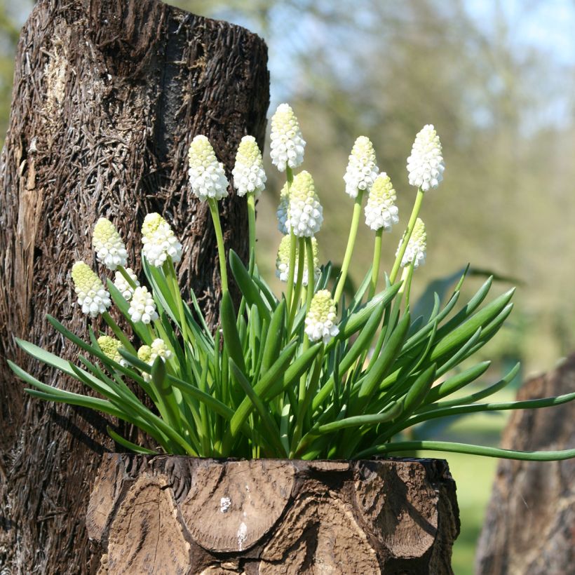 Muscari aucheri White Magic (Hafen)