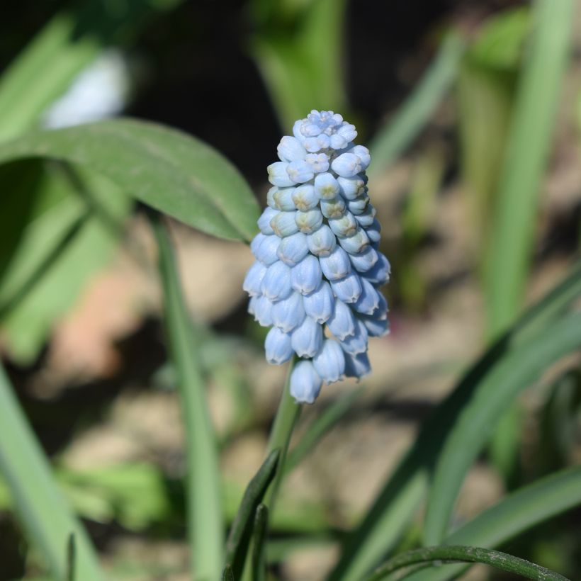 Muscari neglectum Baby's Breath (Blüte)