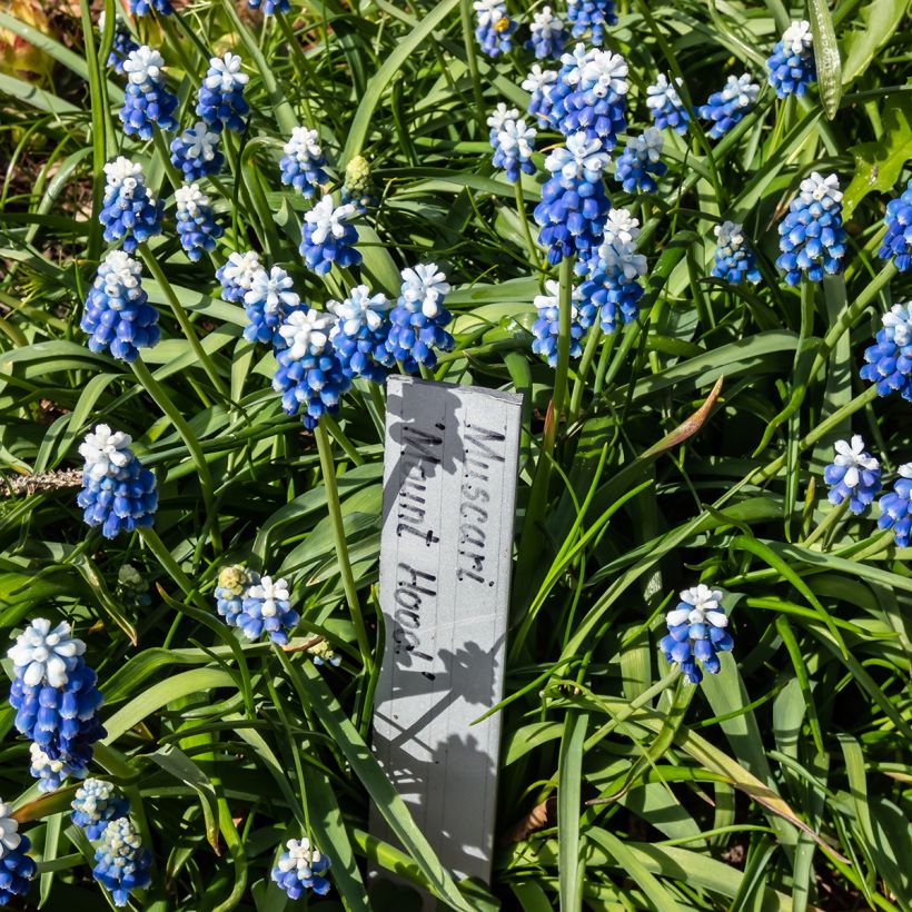 Muscari aucheri Mount Hood (Hafen)