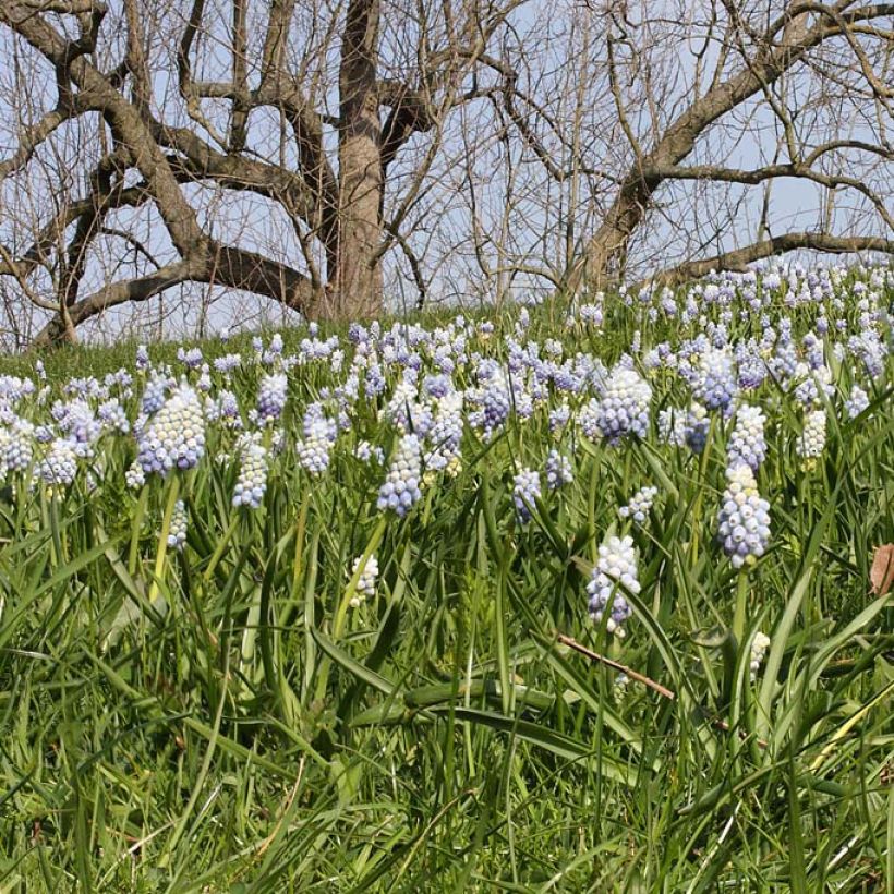 Muscari armeniacum Peppermint (Blüte)