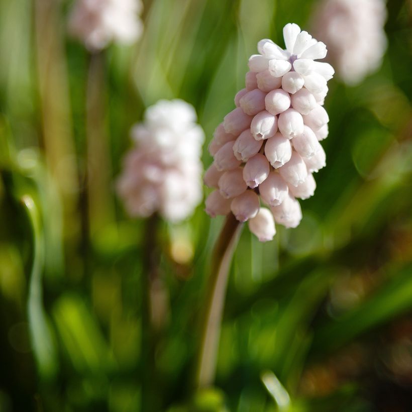 Muscari Pink Sunrise (Blüte)