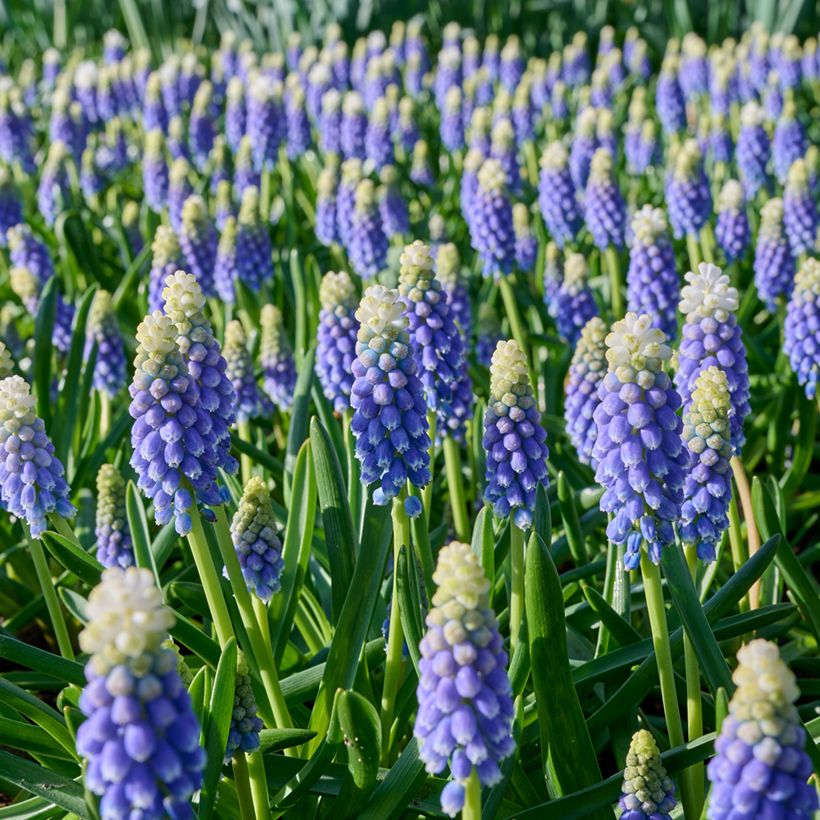 Muscari Touch of Snow (Blüte)